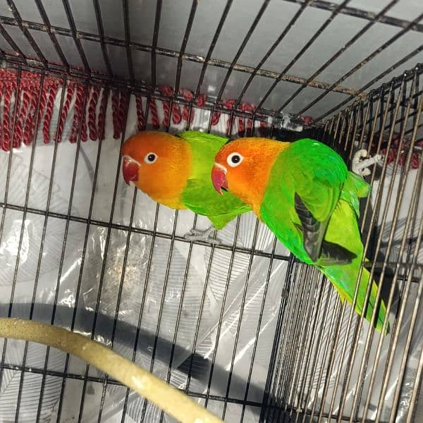 Green Opaline Lovebird Pair 1