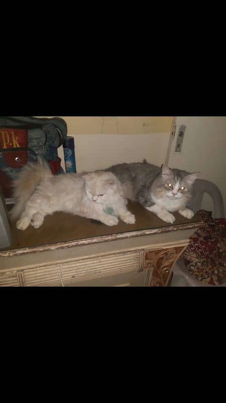 cats pair for sale 1