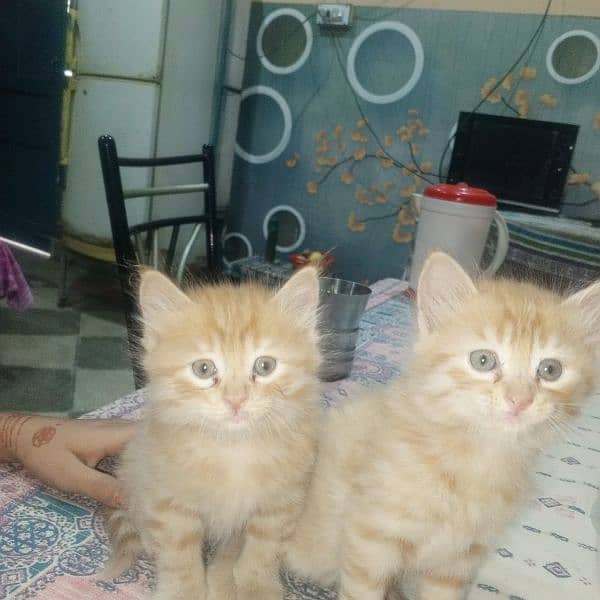 kitten and Mather cat for sale 0