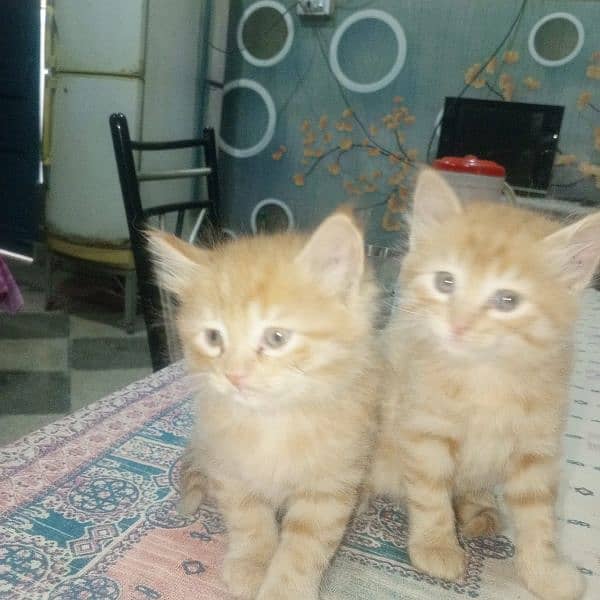 kitten and Mather cat for sale 1