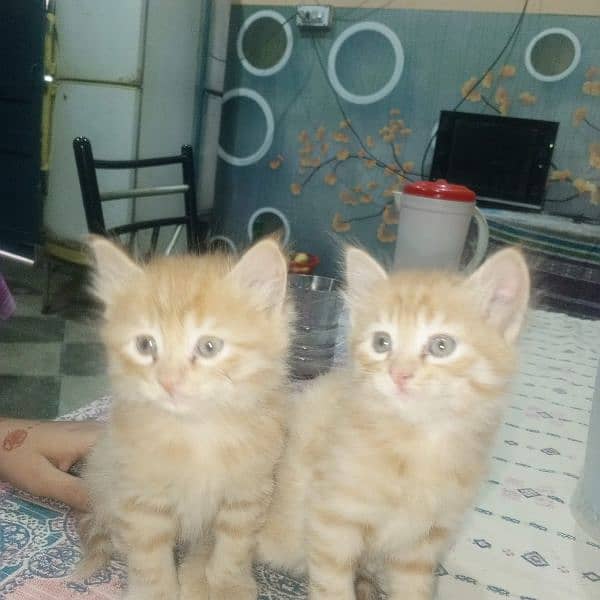 kitten and Mather cat for sale 2