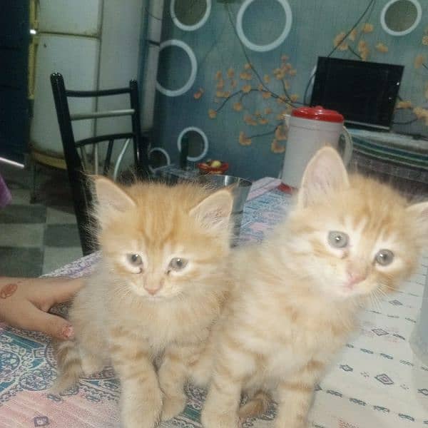 kitten and Mather cat for sale 3