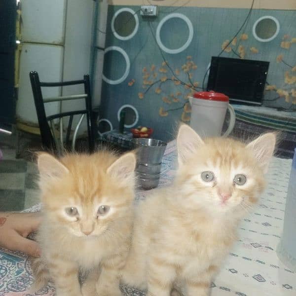 kitten and Mather cat for sale 4