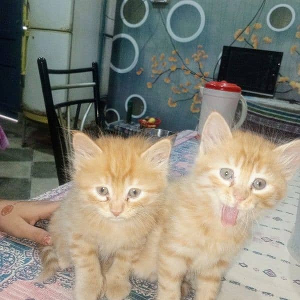 kitten and Mather cat for sale 6