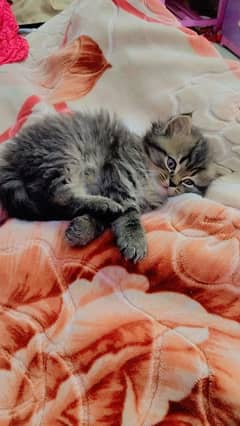 Persian female cat , age 60 days cute cat