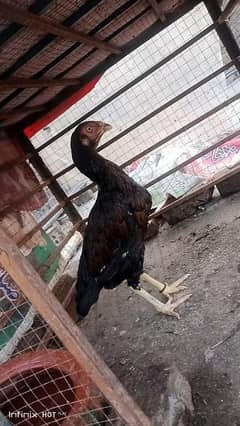 ASEEL HEN (MADI) FOR SALE