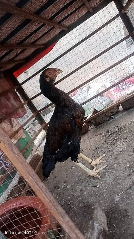 ASEEL HEN (MADI) FOR SALE 0