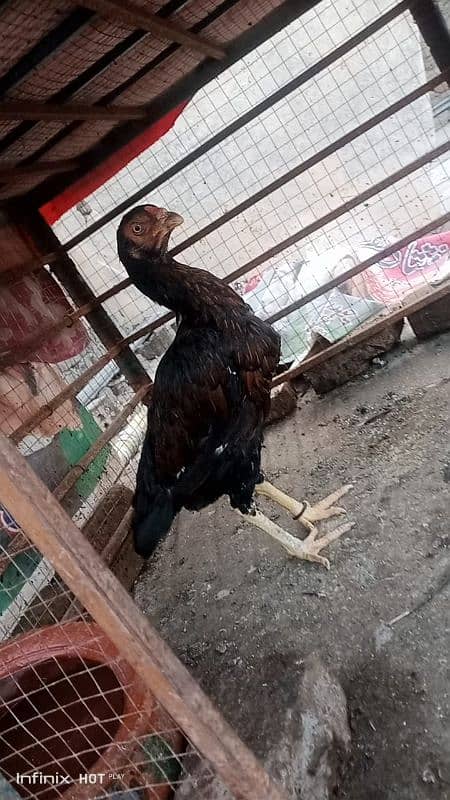 ASEEL HEN (MADI) FOR SALE 1