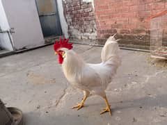 FULL Breeder Rooster