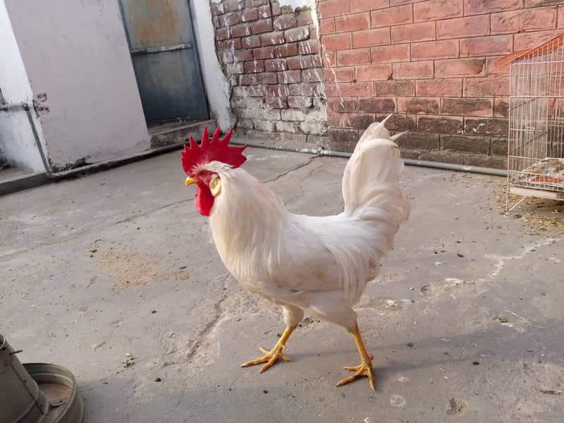 FULL Breeder Rooster 0