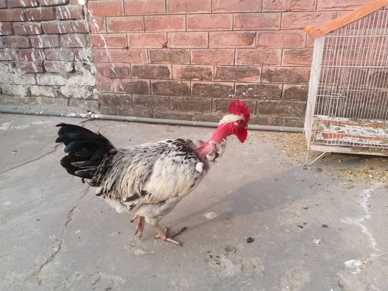 FULL Breeder Rooster 1