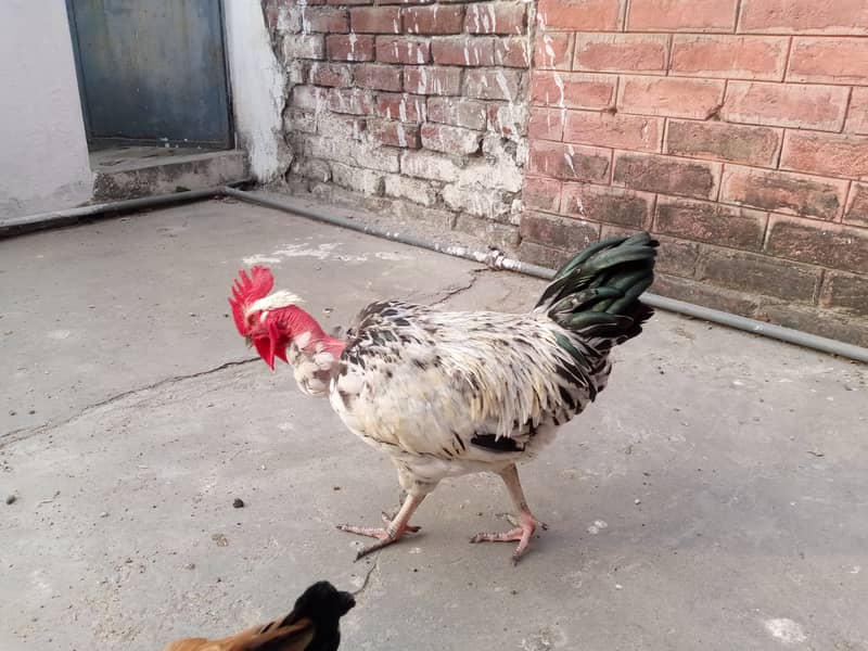 FULL Breeder Rooster 2