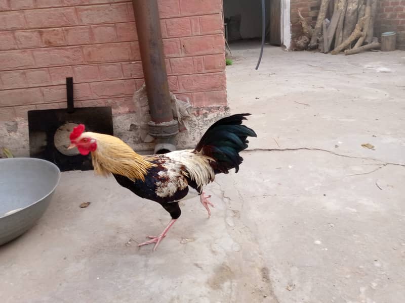 FULL Breeder Rooster 3