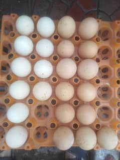 golden heavy buff and white silky eggs