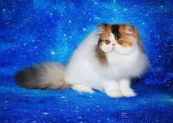 CFA Reg. Persian Female Cat  Champion Bloodline. .