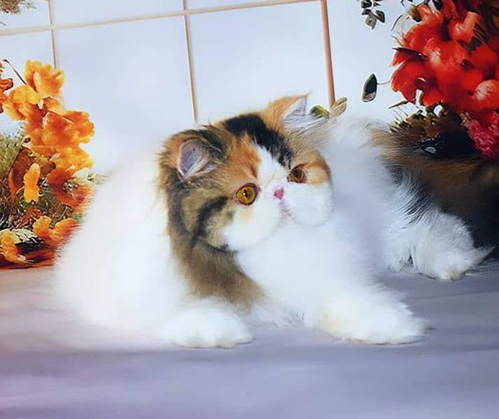 CFA Reg. Persian Female Cat  Champion Bloodline. . 1