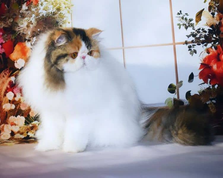 CFA Reg. Persian Female Cat  Champion Bloodline. . 2