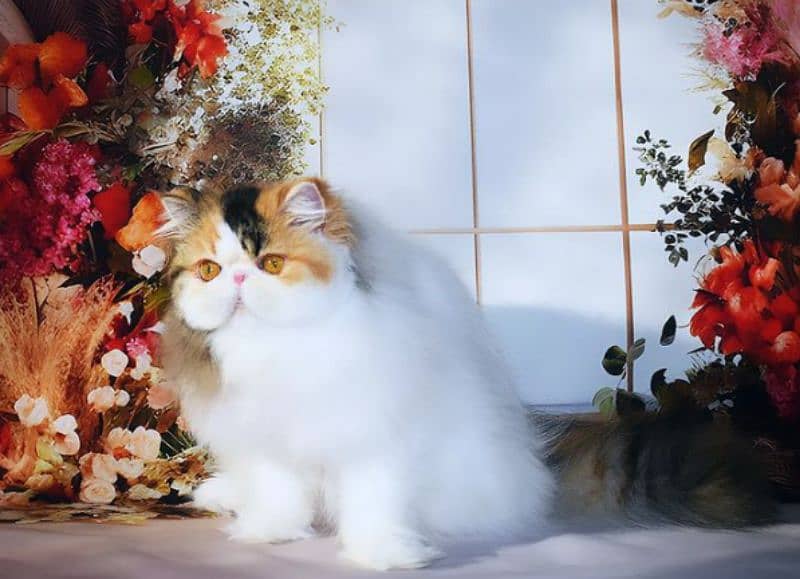 CFA Reg. Persian Female Cat  Champion Bloodline. . 3