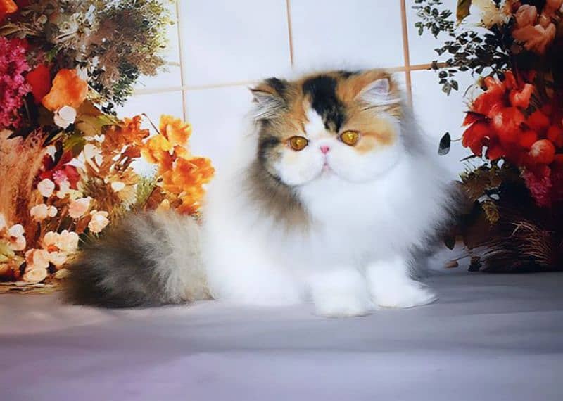 CFA Reg. Persian Female Cat  Champion Bloodline. . 4