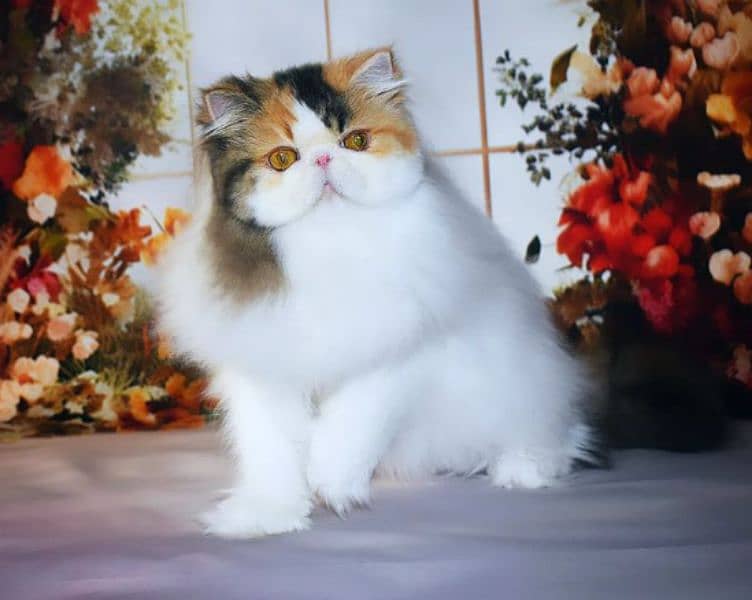 CFA Reg. Persian Female Cat  Champion Bloodline. . 5