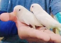 Lovebird semi handtame pair