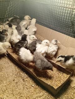 Bantam Chix 20 Piece