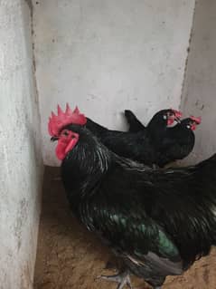 Black Australorp Heritage Cross