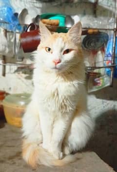 Sell Beautiful cat