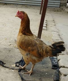 Desi hens 3 forsale