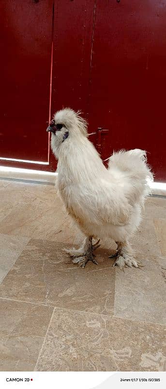 Silkie Male Blue ears Full white and healthy 0