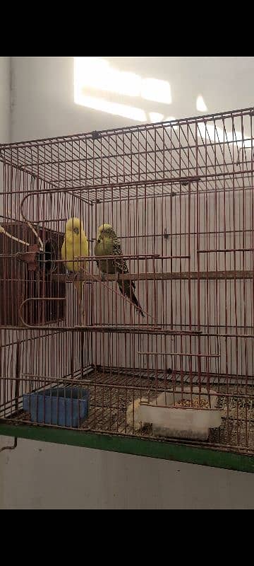 Exhibition king size budgies 0