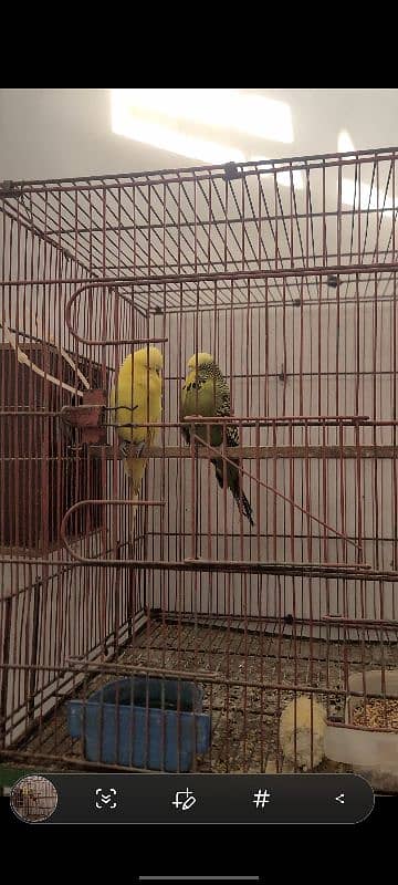 Exhibition king size budgies 1