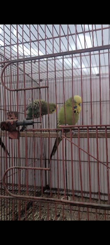 Exhibition king size budgies 2