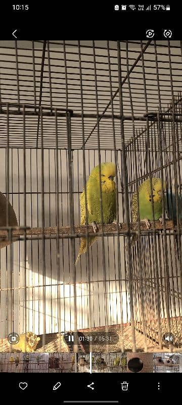 Exhibition king size budgies 3