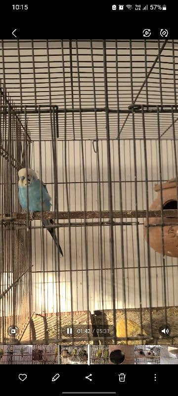 Exhibition king size budgies 4