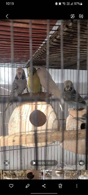 Exhibition king size budgies 6