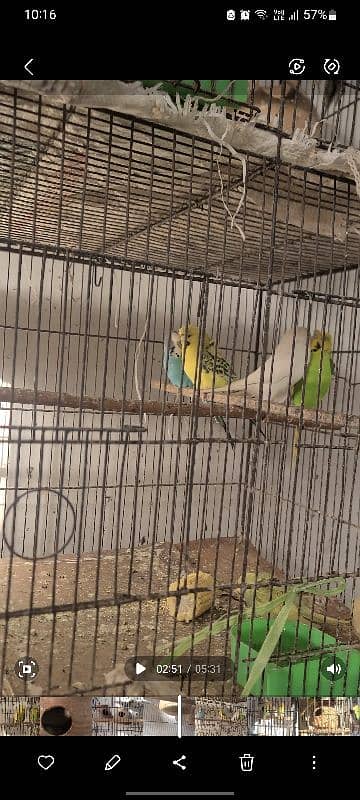 Exhibition king size budgies 7