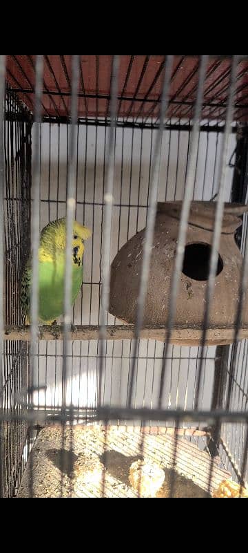 Exhibition king size budgies 11