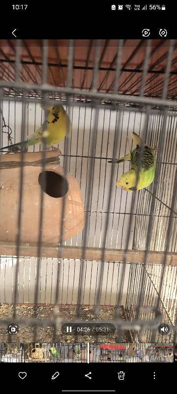 Exhibition king size budgies 13