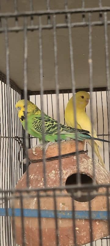 Exhibition king size budgies 14