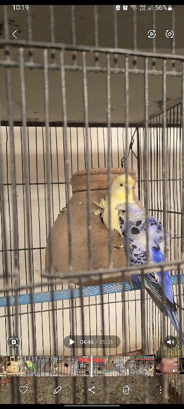 Exhibition king size budgies 15