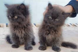 Persian cats