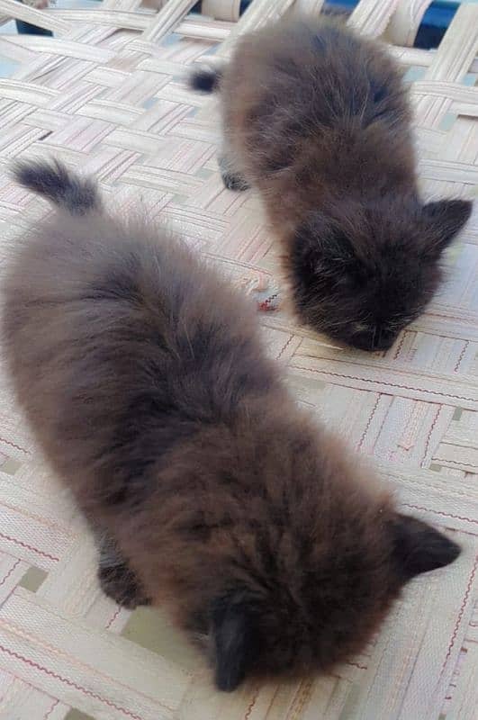 Persian cats 2