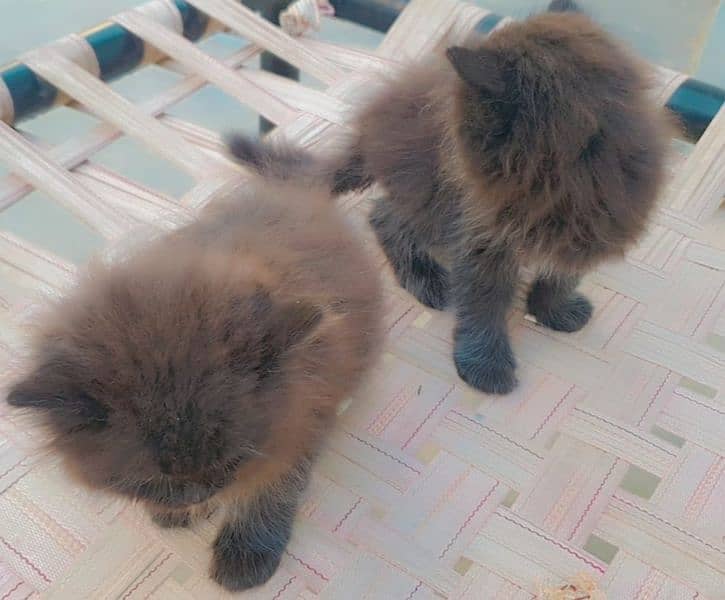 Persian cats 3