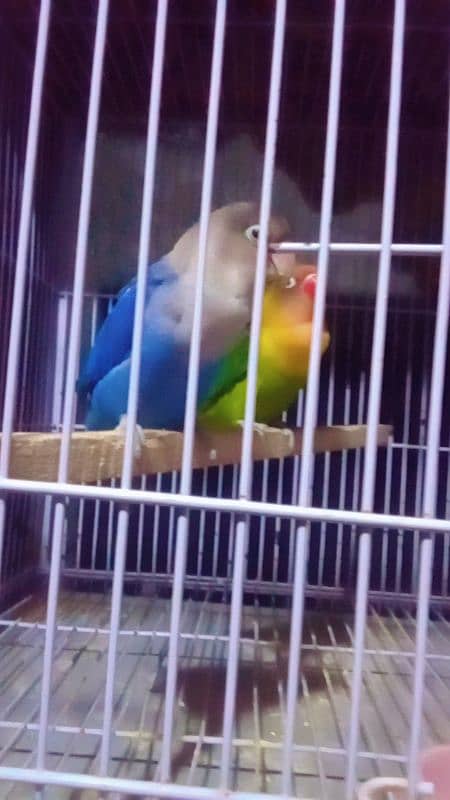 love birds breeder pair ha 0