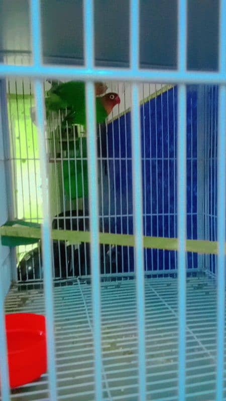 love birds breeder pair ha 1