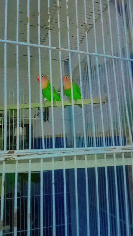 love birds breeder pair ha 2