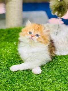 Persian male/female kittens available WhatsApp number 03124188513