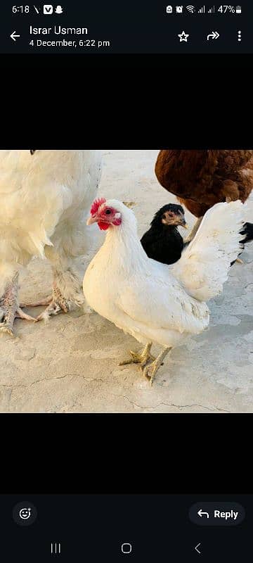 Japanese bantam hens age 8 months 0