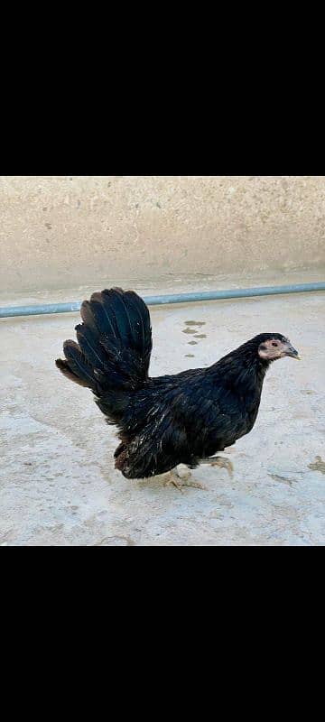 Japanese bantam hens age 8 months 1